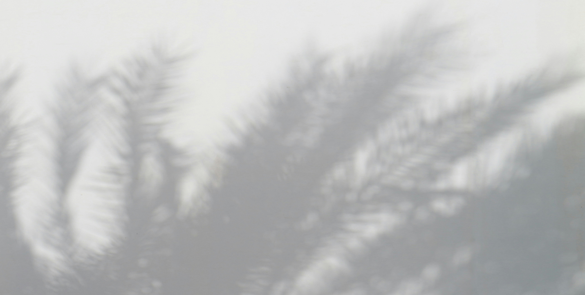 shadows from palm leaves